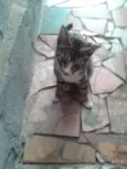 Negão Nina Princesa