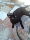 Negão Nina Princesa