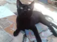 Negão Nina Princesa