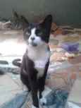 Negão Nina Princesa