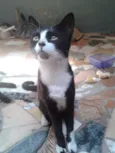 Negão Nina Princesa