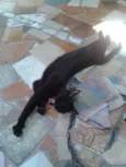 Negão Nina Princesa