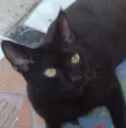 Negão Nina Princesa