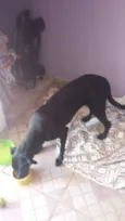 PRETINHA