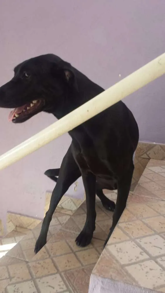 Cachorro ra a srd idade 7 a 11 meses nome PRETINHA