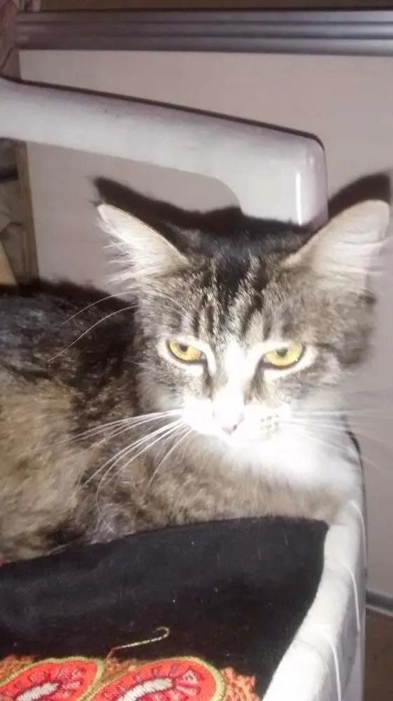 Gato ra a comum idade 7 a 11 meses nome Agata