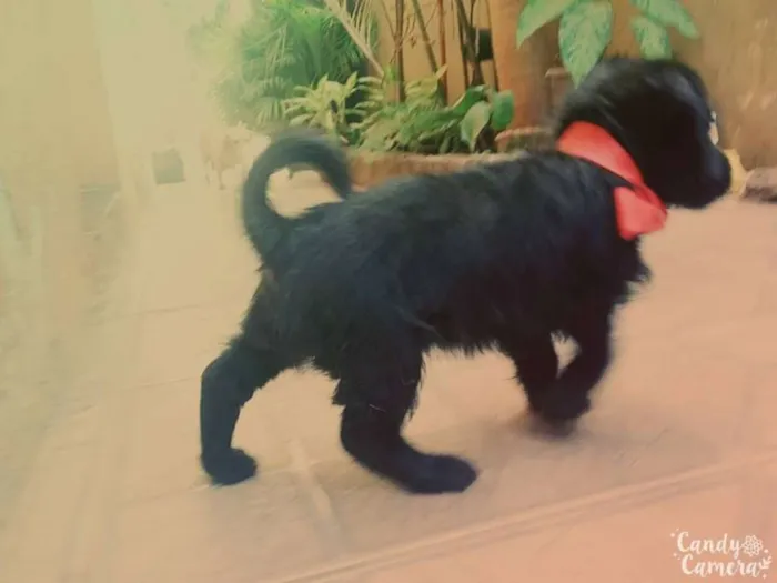 Cachorro ra a não sei idade Abaixo de 2 meses nome sem nome
