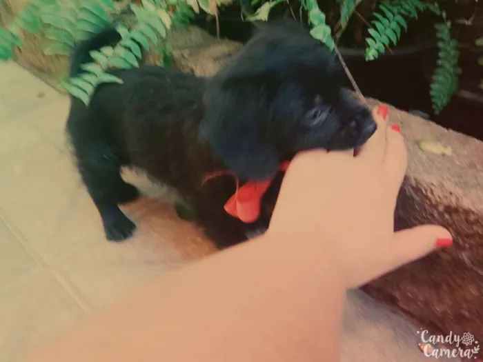 Cachorro ra a não sei idade Abaixo de 2 meses nome sem nome