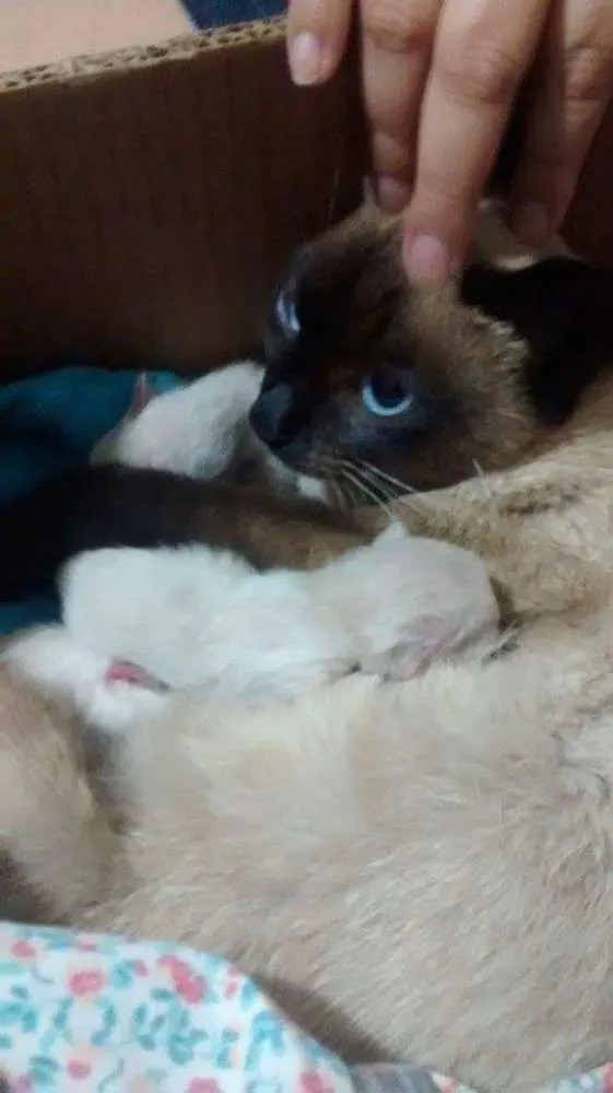 Gato ra a Siamês idade 1 ano nome sem nome