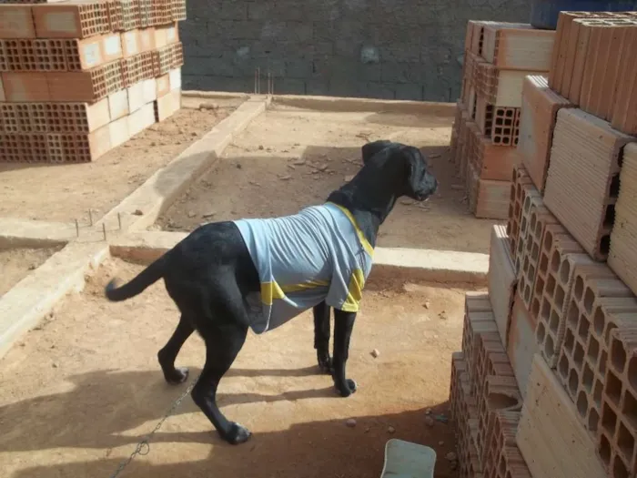 Cachorro raça Labrador idade 7 a 11 meses nome belinhaa