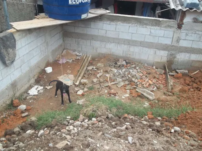 Cachorro raça Labrador idade 7 a 11 meses nome belinhaa