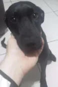 PRETINHA