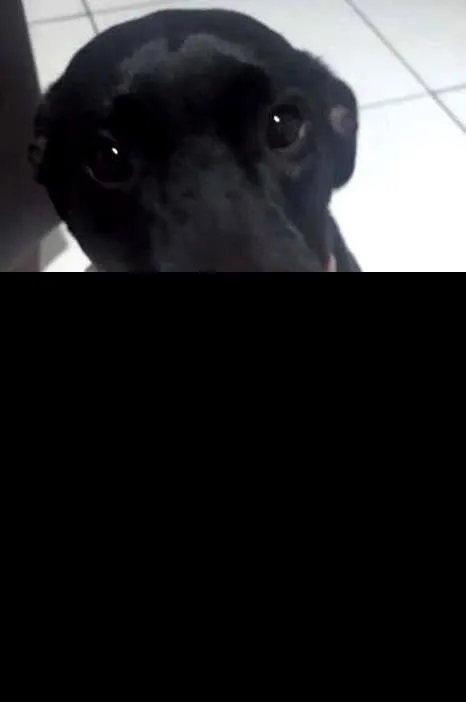 Cachorro ra a srd idade 7 a 11 meses nome PRETINHA