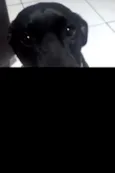 PRETINHA