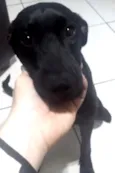 PRETINHA