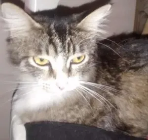 Gato raça comum idade 7 a 11 meses nome Agata