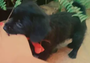 Cachorro raça não sei idade Abaixo de 2 meses nome sem nome