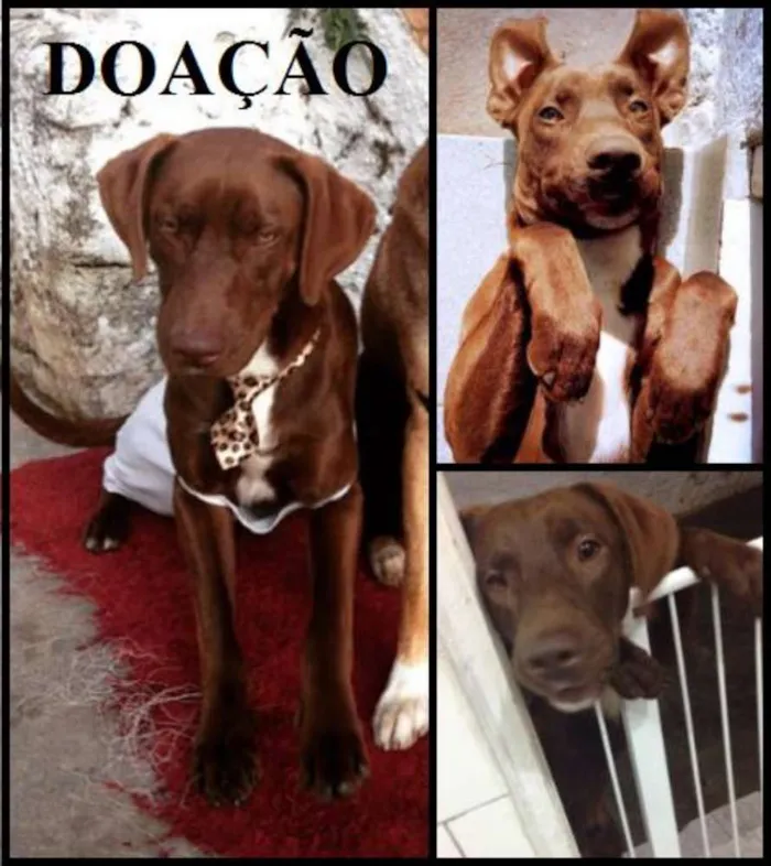 Cachorro ra a Mestiço Labrador idade 2 anos nome Spike