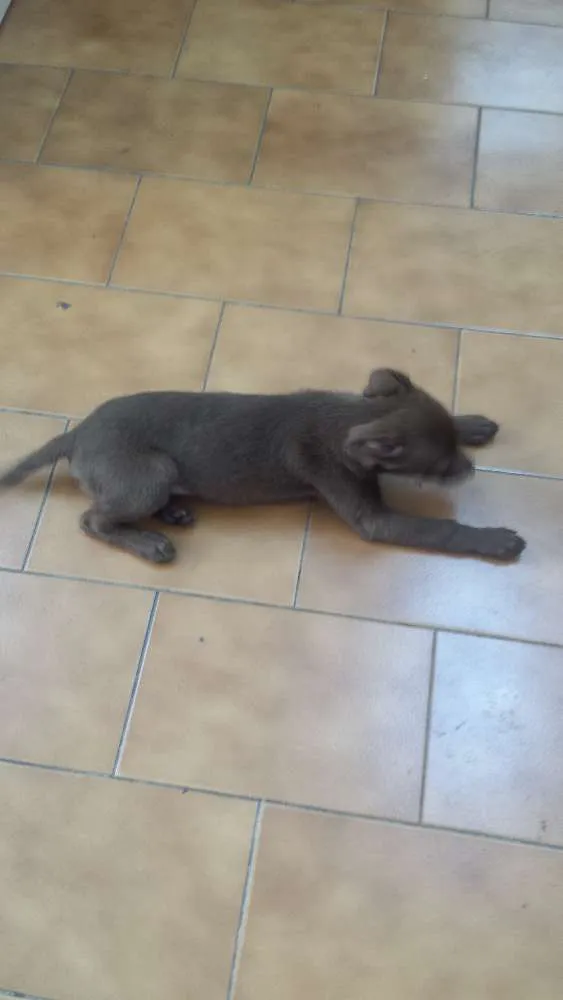 Cachorro ra a Indefinida idade 2 a 6 meses nome Bisteca