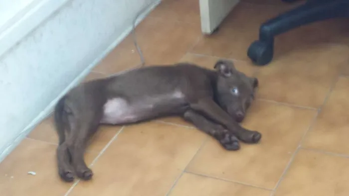 Cachorro ra a Indefinida idade 2 a 6 meses nome Bisteca