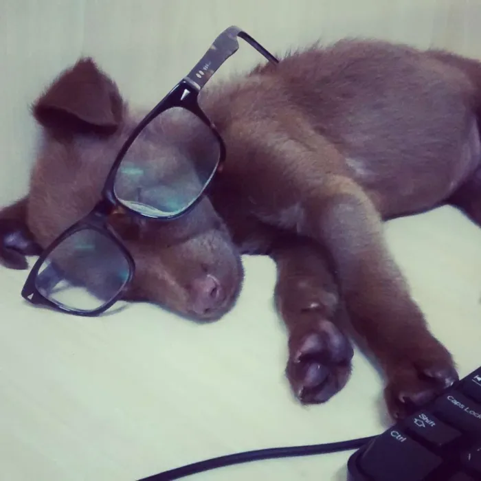 Cachorro ra a Indefinida idade 2 a 6 meses nome Bisteca