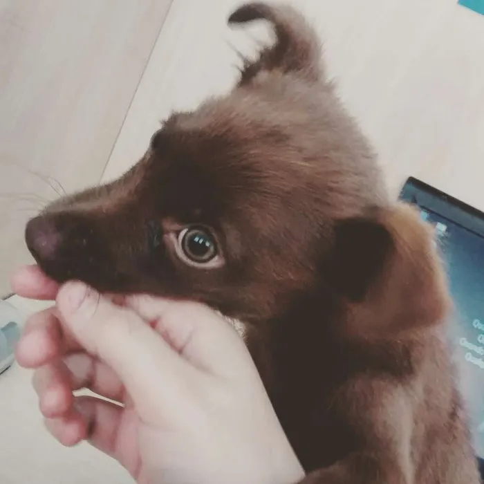 Cachorro ra a Indefinida idade 2 a 6 meses nome Bisteca