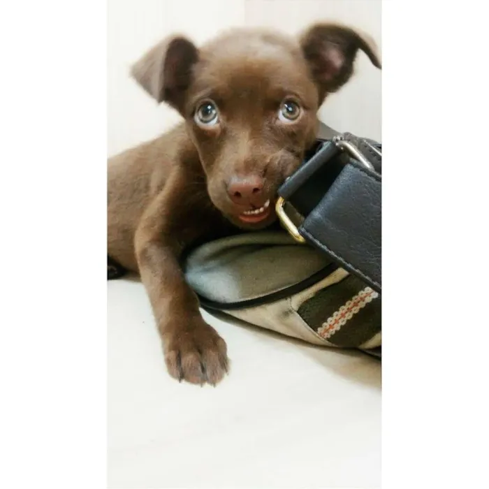 Cachorro ra a Indefinida idade 2 a 6 meses nome Bisteca