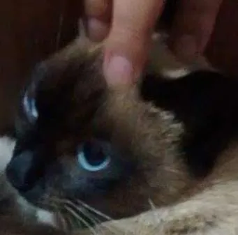 Gato ra a Siamês idade 1 ano nome sem nome