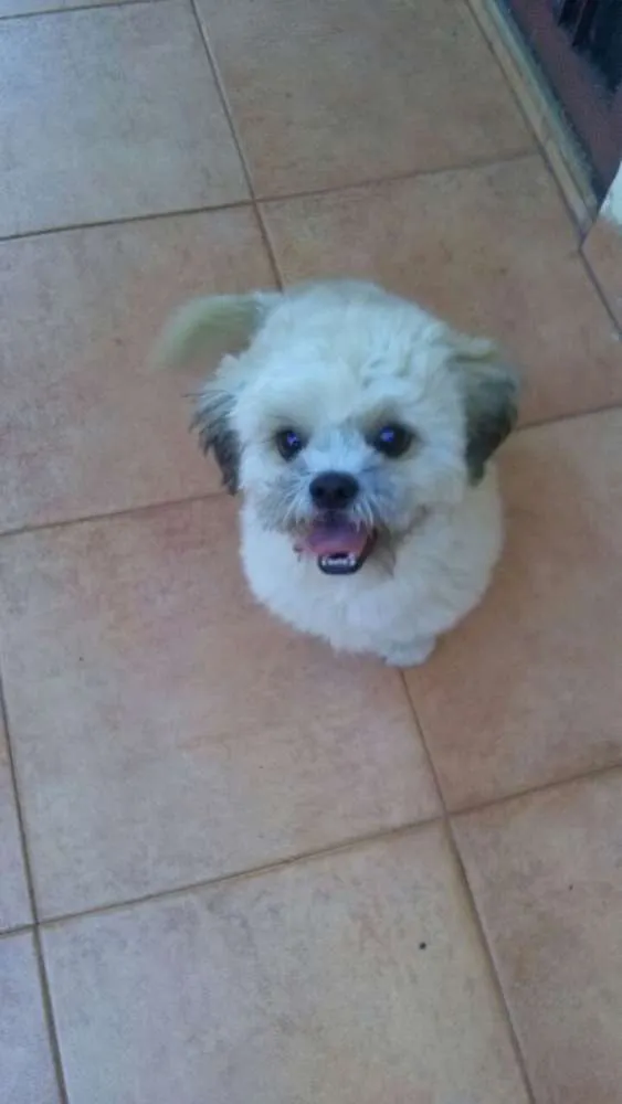 Cachorro ra a Shitzu idade 7 a 11 meses nome BRILHOZO