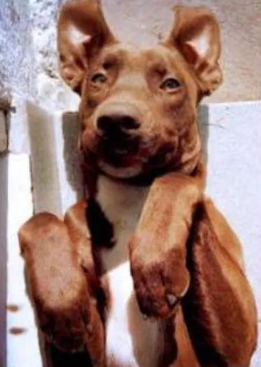 Cachorro ra a Mestiço Labrador idade 2 anos nome Spike