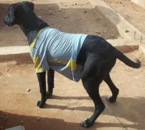 Cachorro raça Labrador idade 7 a 11 meses nome belinhaa