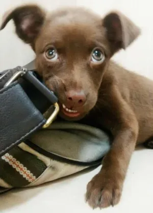 Cachorro raça Indefinida idade 2 a 6 meses nome Bisteca