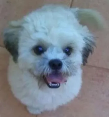 Cachorro ra a Shitzu idade 7 a 11 meses nome BRILHOZO