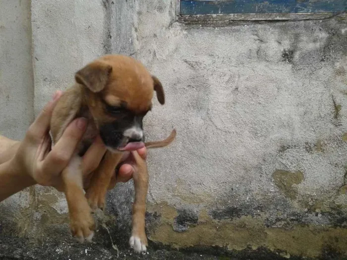 Cachorro raça SEM DEFINIÇÃO idade Abaixo de 2 meses nome Sem nome