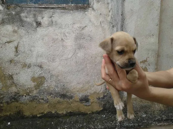 Cachorro raça SEM DEFINIÇÃO idade Abaixo de 2 meses nome Sem nome