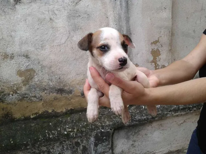 Cachorro raça SEM DEFINIÇÃO idade Abaixo de 2 meses nome Sem nome