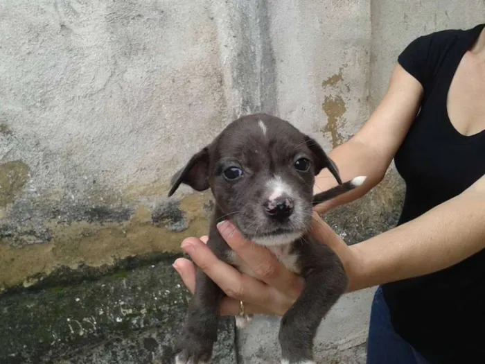 Cachorro raça SEM DEFINIÇÃO idade Abaixo de 2 meses nome Sem nome