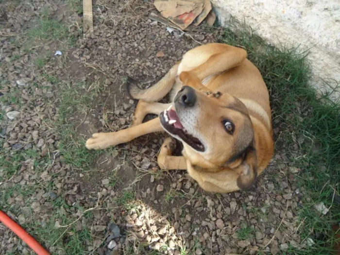Cachorro ra a Vira Lata idade 3 anos nome Bili