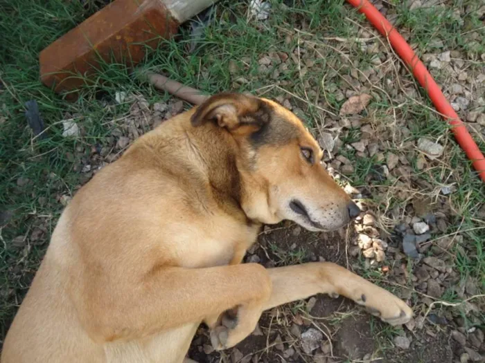 Cachorro ra a Vira Lata idade 3 anos nome Bili