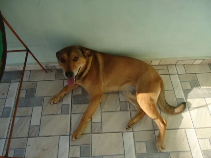 Cachorro ra a Vira Lata idade 3 anos nome Bili
