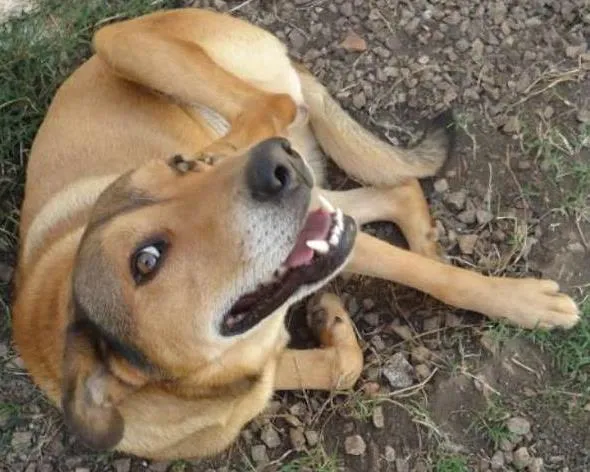 Cachorro ra a Vira Lata idade 3 anos nome Bili
