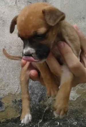 Cachorro raça SEM DEFINIÇÃO idade Abaixo de 2 meses nome Sem nome