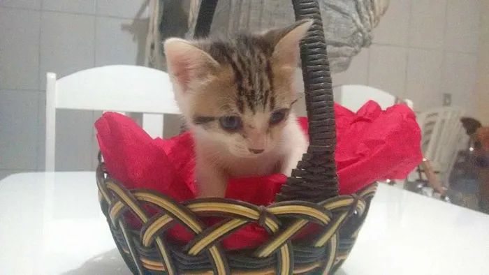 Gato ra a Vira-lata idade 2 a 6 meses nome Gatinhas