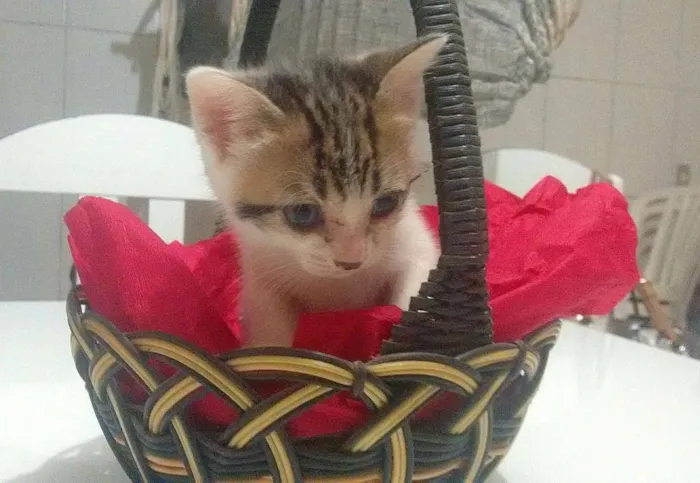 Gato ra a Vira-lata idade 2 a 6 meses nome Gatinhas