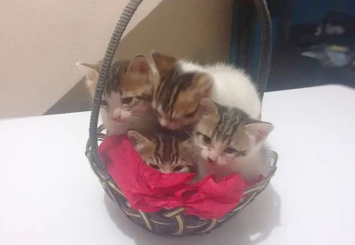 Gato ra a Vira-lata idade 2 a 6 meses nome Gatinhas