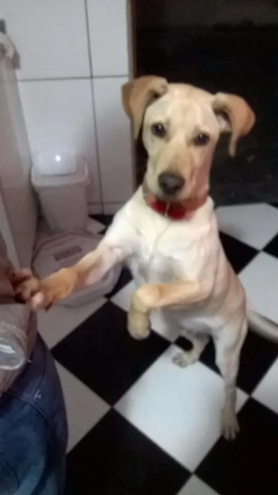 Cachorro ra a Vira/Labrador idade 7 a 11 meses nome Bart