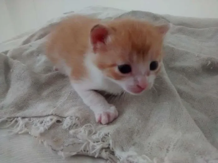 Gato raça indefinida idade Abaixo de 2 meses nome floquinha