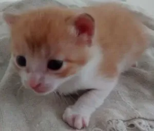 Gato raça indefinida idade Abaixo de 2 meses nome floquinha