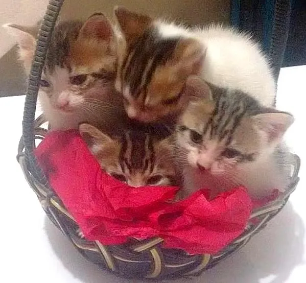 Gato ra a Vira-lata idade 2 a 6 meses nome Gatinhas