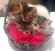 Gatinhas